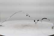 Klima Leitung 64536832951 BMW 1 serie (F40) Schrägheck 118i 1.5 TwinPower 12V (B38-A15A) 2020
