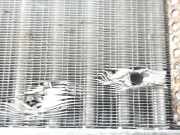 Radiator 6006000712 Renault Express/Rapid/Extra Van 1.9 D (F8Q-640) 1998-02