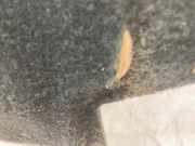 Kofferraum Matte 849020932R Renault Talisman (RFDL) Limousine 1.6 Energy TCe 150 EDC (M5M-450(M5M-B4)) 2017-05