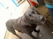 Federbein Links Vorne A1773208900 Mercedes-Benz A (177.0) Schr?gheck 1.3 A-200 Turbo 16V (M282.914) 2019