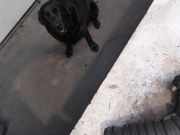 Intercooler Schlauch 165785277R Smart Forfour (453) Schrägheck 5-drs 1.0 12V (H4D-A401) 2016