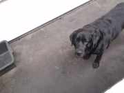 Tankklappe BMW 3 serie (E90) Limousine 325i 24V (N52-B25A) 2007