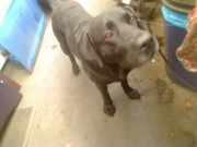 Innenspiegel 015478 Ford Focus 1 Wagon Kombi 1.4 16V (FXDA) 2002