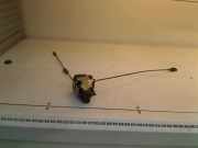 Türschloss Links Nissan Micra (K12) Schrägheck 1.2 16V (CR12DE) 2004
