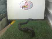 Schlauch Audi TT (8N3) Coupé 1.8 20V Turbo (AJQ)