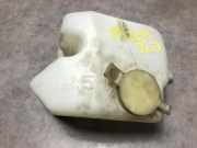 Scheibenwaschbehälter 61678357724 BMW 3 serie (E36/4) Limousine 325 tds (M51-D25)