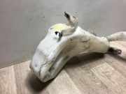 Scheibenwaschbehälter 0000051789344 Fiat Bravo (198A) Schrägheck 1.6 JTD Multijet 120 (198.A.2000)