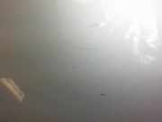 Tankklappe 788306894R Dacia Sandero I (BS) Schrägheck 1.5 dCi 70 (K9K-792)