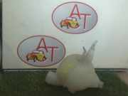 Ausgleichbehälter 9800777280 Citroën C3 Picasso (SH) Großraumlimousine 1.6 HDi 16V 90 (DV6ATED4(9HX))