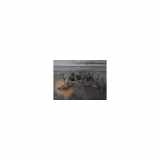 Unterrahme Hinten Renault Koleos SUV 2.0 dCi 16V (M9R-832) 2012