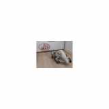 Hauptzylinder 4601T3 Peugeot Expert (G9) Van 1.6 HDi 90 (DV6UTED4(9HU)) 2007
