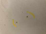 Tür Rechts Vorne 5J6831056 Skoda Fabia II (5J) Schrägheck 5-drs 1.6 TDI 16V 75 (CAYA)