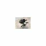 Scheibenwaschpumpe Vorne 67128377987 Mini Clubman (F54) Kombi 1.5 Cooper 12V (B38A15A) 2016