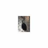 Antenne 2002542 Ford Fiesta 7 Schrägheck 1.1 Ti-VCT 12V 85 (XYJC) 2018