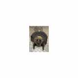 Achsschenkel Links Vorne 1S0407255C Skoda Citigo Schrägheck 1.0 12V (CHYA) 2016
