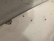 Motorhaube 7H0823033D Volkswagen Transporter T5 Van 2.5 TDi (AXE) AXE