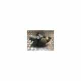 Servolenkung Pumpe 491102118R Renault Laguna III (BT) Schrägheck 5-drs 1.5 dCi 110 (K9K-780) 2014