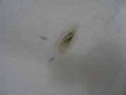 Verkleidung Himmel 00008337FE Citroën C3 (SC) Schrägheck 5-drs 1.4 HDi (DV4C(8HR))