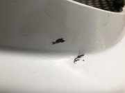 Grill 6231200Q0A Nissan Primastar Van 2.0 dCi 90 (M9R-630(M9R-A6))