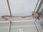 Auspuffanlage Original 20010JG70AEX Nissan X-Trail (T31) SUV 2.0 SE,LE dCi 16V 4x4 (M9R-760)