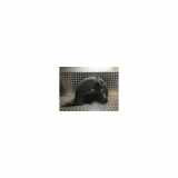 Innenkotflügel Links Hinten 9801624380 Citroën C4 Cactus (0B/0P) Schrägheck 5-drs 1.2 PureTech 110 12V (EB2DTM(HNV)) 2017