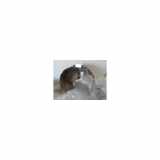Innenkotflügel Links Hinten 8R0810171C Audi Q5 (8RB) SUV 2.0 TDI 16V Quattro (CAGB) 2010