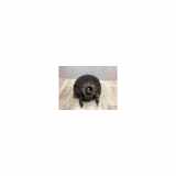 Achsschenkel Links Vorne 1S0407255C Volkswagen Up! (121) Schrägheck 1.0 12V 60 (CHYA) 2016 CHYA