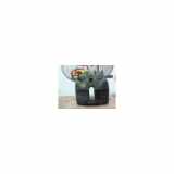 Bremssattel Rechts Vorne Peugeot Expert Tepee (G9) Großraumlimousine 1.6 HDi 16V 90 (DV6UTED4(9HU)) 2012