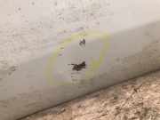 Tür Rechts Vorne 0000050513987 Alfa Romeo Brera (939) Coupé 2.0 JTDm 16V (939.B.3000)