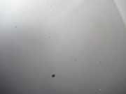 Motorhaube 5P0823031C Seat Altea (5P1) Großraumlimousine 1.9 TDI 105 (BJB)