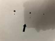 Motorhaube 1542417 Ford Ka II Schrägheck 1.2 (169.A.4000)