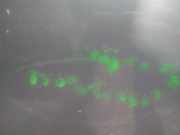 Tür Links Hinten H21019U0MA Nissan Note (E11) Großraumlimousine 1.4 16V (CR14DE) 2007-10