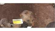 Bremszange links vorne VW Polo IV 9N, 9A