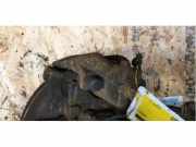 Bremszange rechts vorne Opel Astra H