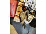Schaltgetriebe Toyota Yaris P1 H4DNC