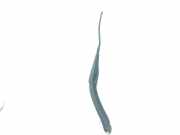 Scheibenwischer Links Vorne 288818126R Dacia Duster (HS) SUV 1.6 SCe 115 16V LPG (H4M-740)