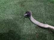 Lenkgetriebe 1617932880 Peugeot 407 (6D) Limousine 1.6 HDi 16V (DV6TED4(9HY))