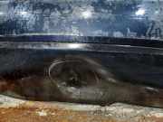 Stoßstange Hinten 8Z0807303GRU Audi A2 (8Z0) Schrägheck 1.4 TDI (AMF)