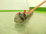 Stoßdämpfer Rechts Hinten 485308Z018 Toyota Avensis Wagon (T27) Kombi 2.0 16V D-4D (2WW(N47-C20A)) 2012