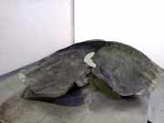 Tür Links Hinten 5697825 Rover 25 Schrägheck 1.6 16V (16K4F)