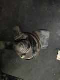 Hupe 4F0951221 Audi A6 (C6) Limousine 2.7 TDI V6 24V Quattro (BPP)
