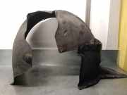 Scheinwerfer Rechts 30855748 Volvo S40 (VS) Limousine 1.8 16V (B4184S2)