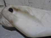 Handgriff Kofferraum 6902313020 Toyota Corolla Verso (E12) Großraumlimousine 2.0 D-4D 16V 90 (1CD-FTV)