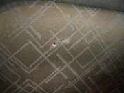 Warnleuchte Schalter 96480877KR Citroën C4 Berline (LC) Schrägheck 5-drs 1.6 HDi 16V (DV6ATED4(9HX))