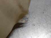 Scheibenwaschbehälter 90508709 Saab 9-5 (YS3E) Limousine 2.3t 16V (B235E)