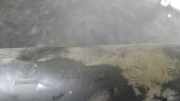 Schlauch 96182228 Daewoo / Chevrolet DAEWOO LANOS 1.6 CAT