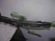 Schließplatte Kühlerträger PARTESUPERIORDECHAPA Toyota Carina E (T19) Liftback 2.0 XL,GL TD (2CT)