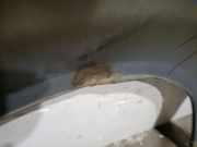 Kotflügel Rechts Vorne 68029130AA Chrysler Voyager/Grand Voyager (RT) Großraumlimousine 2.8 CRD 16V Grand Voyager (VM64C)