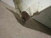 Kotflügel Rechts Vorne 63100EB330 Nissan Pathfinder (R51) SUV 2.5 dCi 16V (YD25DDTi)