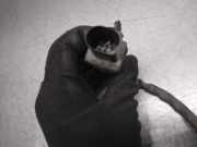 Türgriff Innen Links Vorne 3D0837617D Volkswagen Phaeton (3D) Limousine 3.2 V6 30V (BKL) BKL